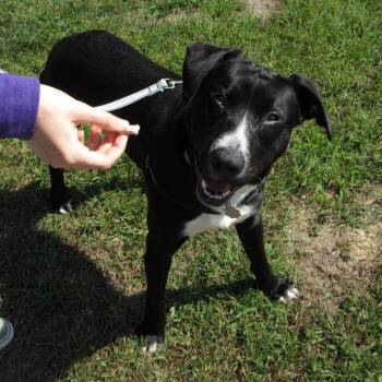 Dax -  Mixed Breed Dog for Adoption in Kennebunk, Maine - Dax | PetCurious