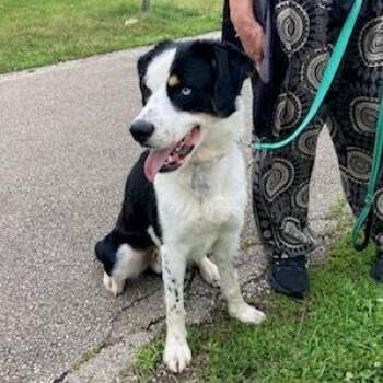 Snoop -  Border Collie Dog for Adoption in South Elgin, Illinois - Snoop | PetCurious