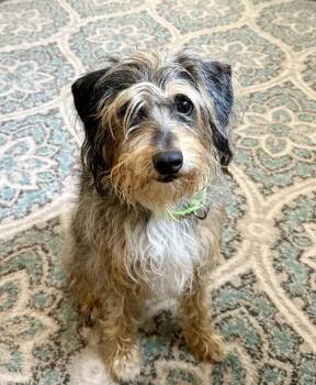 Shaggy -  Terrier Dog for Adoption in San Leon, Texas - Shaggy | PetCurious