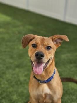 Rescue Retriever and Mixed Breed Dogs for Adoption in Savannah, Georgia - Joanna | PetCurious