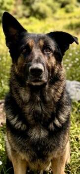 BEAR -  German Shepherd Dog Dog for Adoption in Newaygo, Michigan - BEAR | PetCurious