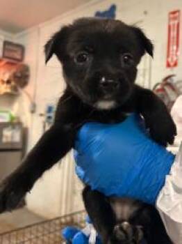 Chrissy -  Mixed Breed Dog for Adoption in West Chester, Pennsylvania - Chrissy | PetCurious