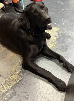 Mickey -  Labrador Retriever Dog for Adoption in Humble, Texas - Mickey | PetCurious