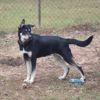 German Shepherd Dog Dogs Available for Adoption - Scout "Scoutie Pie" | PetCurious