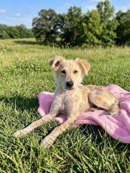 HOLLY -  Golden Retriever Dog for Adoption in Dallas, Texas - HOLLY | PetCurious