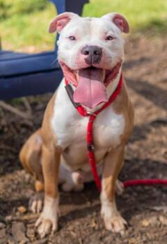 Binky -  Mixed Breed Dog for Adoption in Chamblee, Georgia - Binky | PetCurious