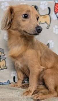 Sky -  Chihuahua and Mixed Breed Dog for Adoption in Houston, Texas - Sky | PetCurious