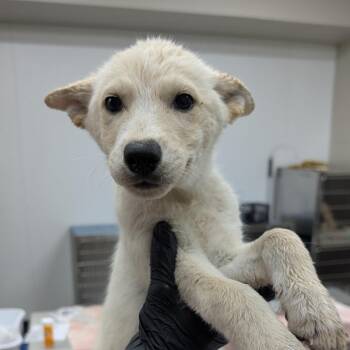Kelley -  Husky Dog for Adoption in Norman, Oklahoma - Kelley | PetCurious