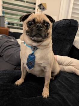 Link -  Pug Dog for Adoption in Eagle, Idaho - Link | PetCurious