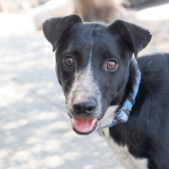 Rescue Mcnab and Border Collie Dogs for Adoption in Richmond, California - NANA | PetCurious