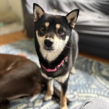 Shiba Inu Dogs Available for Adoption in Rochester, Minnesota - Poppy 2 | PetCurious