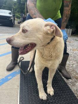 Junior -  Labrador Retriever and Mixed Breed Dog for Adoption in Lawrenceburg, Tennessee - Junior | PetCurious