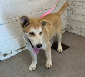 GORDO -  German Shepherd Dog Dog for Adoption in San Bernardino, California - GORDO | PetCurious