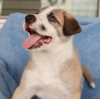 Papi -  Anatolian Shepherd Dog for Adoption in Pflugerville, Texas - Papi | PetCurious