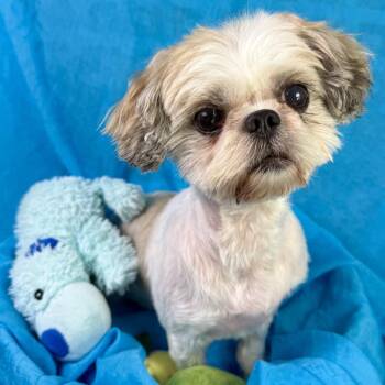 Sasha -  Shih Tzu Dog for Adoption in Hondo, Texas - Sasha | PetCurious