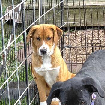 Rescue Australian Shepherd Dogs for Adoption in Evansville, Wisconsin - ABERDEEN | PetCurious