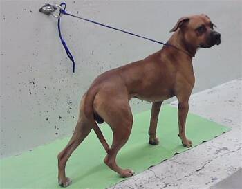 A2095968 -  Boxer and Mixed Breed Dog for Adoption in Houston, Texas - A2095968 | PetCurious