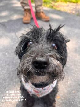 Baxter -  Terrier Dog for Adoption in Pottsville, Pennsylvania - Baxter | PetCurious