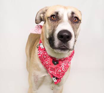 Rescue Boxer and Labrador Retriever Dogs for Adoption in Phoenix, Arizona - Redburn | PetCurious