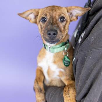 Mungdahl -  Mixed Breed Dog for Adoption in Portland, Oregon - Mungdahl | PetCurious