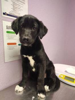 Mixed Breed Dogs Available for Adoption - 60668855 | PetCurious