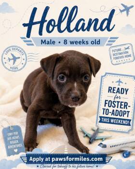 Rottweiler Dogs Available for Adoption in Loveland, Ohio - Holland | PetCurious