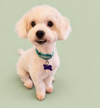 Corned Beef -  Maltese and Poodle Dog for Adoption in Palo Alto, California - Corned Beef | PetCurious
