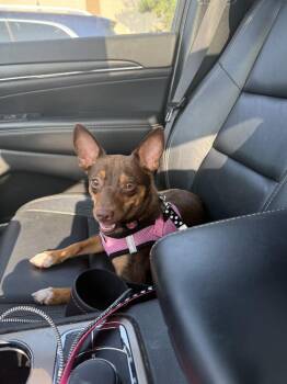Aberdeen -  Chihuahua and Terrier Dog for Adoption in Mundelein, Illinois - Aberdeen | PetCurious