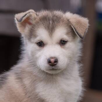 Marshmallow Pup - Little Debbie - Adopted! -  Shepherd and Husky Dog for Adoption in San Diego, California - Marshmallow Pup - Little Debbie - Adopted! | PetCurious