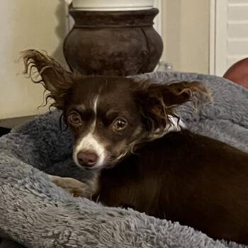 Papillon and Mixed Breed Dogs Available for Adoption in Las Vegas, Nevada - Katherine Hepburn | PetCurious