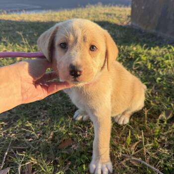 Labrador Retriever Dogs Available for Adoption - Goldie | PetCurious