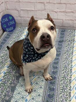 Chester -  American Bulldog and Mixed Breed Dog for Adoption in Detroit, Michigan - Chester | PetCurious