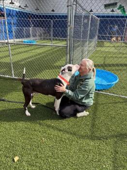 American Staffordshire Terrier and Pit Bull Terrier Dogs Available for Adoption - Hank | PetCurious