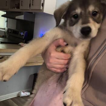 Madison -  Mixed Breed Dog for Adoption in Salisbury, North Carolina - Madison | PetCurious