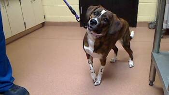 Beagle Dogs Available for Adoption in Cookeville, Tennessee - DONUT | PetCurious