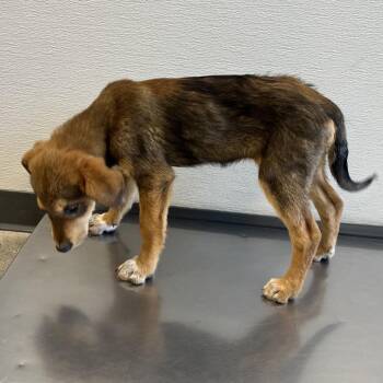 Peony -  Mixed Breed Dog for Adoption in Las Cruces, New Mexico - Peony | PetCurious