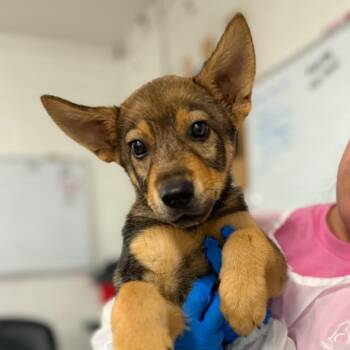 Guppy -  Shepherd Dog for Adoption in Edinburg, Texas - Guppy | PetCurious