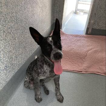 Australian Cattle Dog Blue Heeler Dogs Available for Adoption in Long Beach, California - Otto | PetCurious