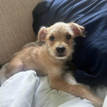 Delilah -  Schnauzer and Beagle Dog for Adoption in Overland Park, Kansas - Delilah | PetCurious