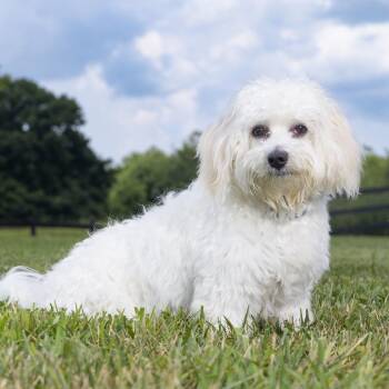 Finley -  Coton De Tulear and Poodle Dog for Adoption in Franklin, Tennessee - Finley | PetCurious
