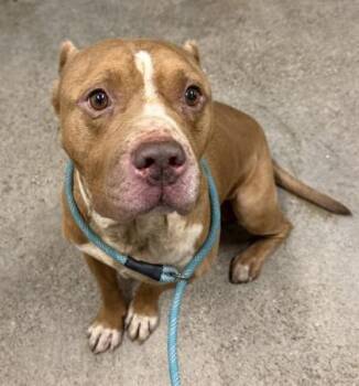 Hugo -  Pit Bull Terrier Dog for Adoption in Cleveland, Ohio - Hugo | PetCurious
