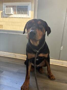 Woody -  Rottweiler and Mixed Breed Dog for Adoption in West Memphis, Arkansas - Woody | PetCurious