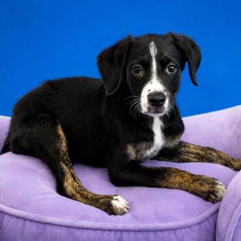 Truffle -  Mixed Breed Dog for Adoption in Yaphank, New York - Truffle | PetCurious