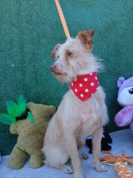 Terrier Dogs Available for Adoption - Coqueta | PetCurious