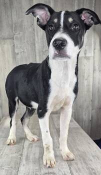 Linus -  Mixed Breed Dog for Adoption in Shreveport, Louisiana - Linus | PetCurious
