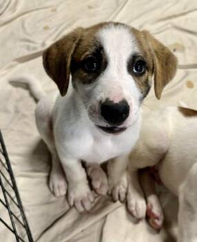 Rascal -  American Foxhound Dog for Adoption in Pacific, Missouri - Rascal | PetCurious