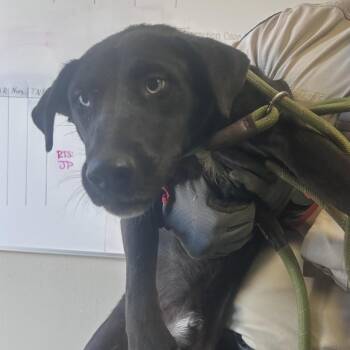 German Shepherd Dog Dogs Available for Adoption in Yuma, Arizona - Charlamane | PetCurious