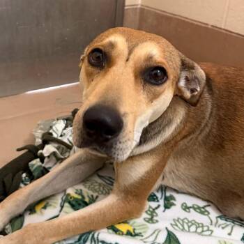 Nixie -  Mixed Breed Dog for Adoption in Reno, Nevada - Nixie | PetCurious