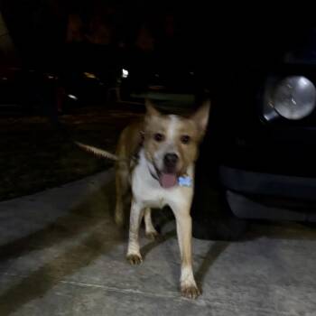 Apollo/Rusty -  Australian Cattle Dog Blue Heeler and Mixed Breed Dog for Adoption in Venice, Florida - Apollo/Rusty | PetCurious