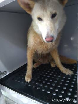 German Shepherd Dog Dogs Available for Adoption in Charlotte, North Carolina - YANG | PetCurious